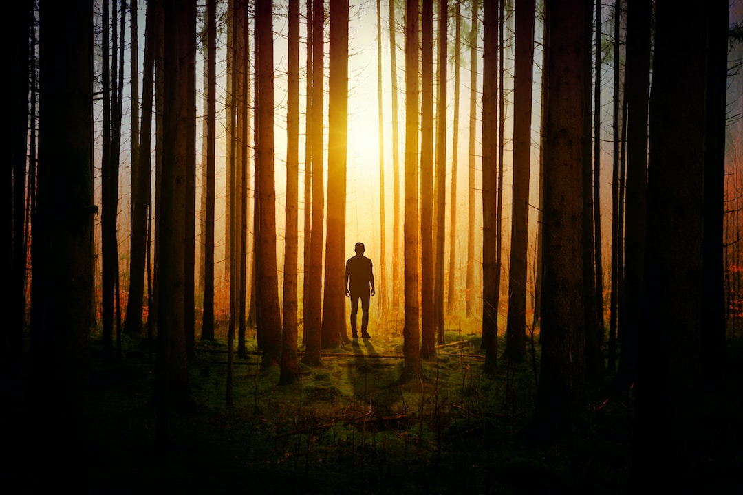 dusk forest movie thriller